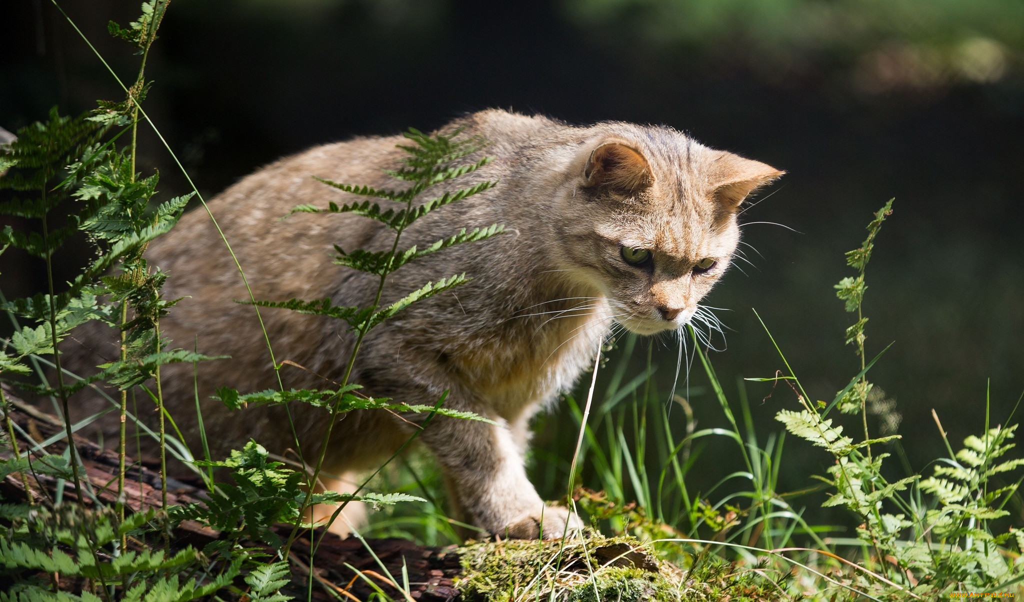 Лесная дикая кошка в экосистеме. Лесной кот. Кот охотник. Кот охотится. Кот крадется.
